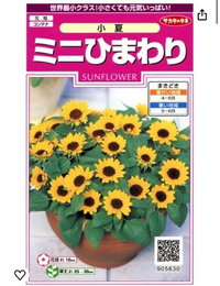 春早割 ミニひまわりを種から育てています。発芽したのですが、この画像 印刷物