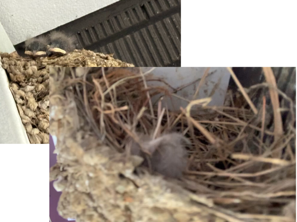 2日前に燕の雛を巣にて確認しましたが 今日親鳥が来ない事から不審に思い自撮り棒にて巣の中を確認した所 雛が1匹も居ませんでした。 原因ってなんでしょうか？？ 外敵に襲われたのでしょうか？？ ※写真左上が2日前に撮影 右下が今日撮影しました。