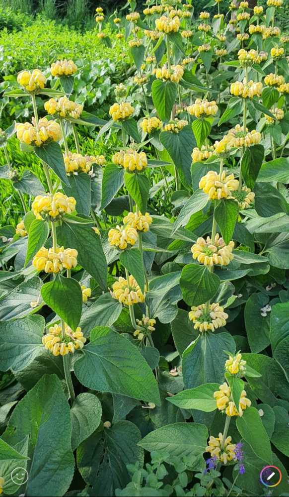 この花の名前、わかりますか？ 調べても出てこなくて。 教えて欲しいです。