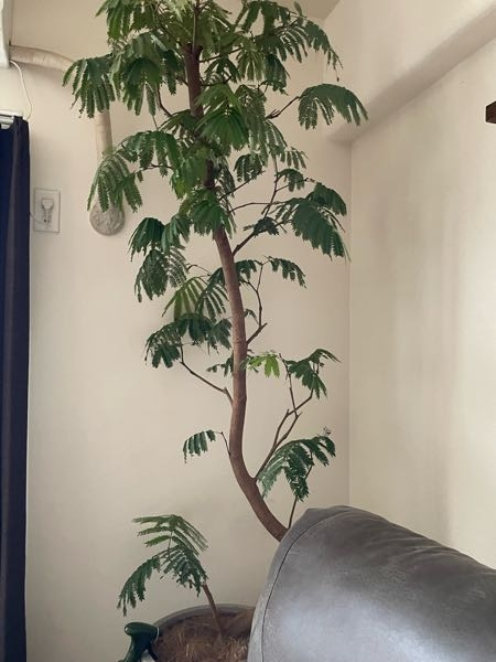 2mぐらいあるエバーフレッシュが前傾姿勢になってきており真っ直ぐにし 