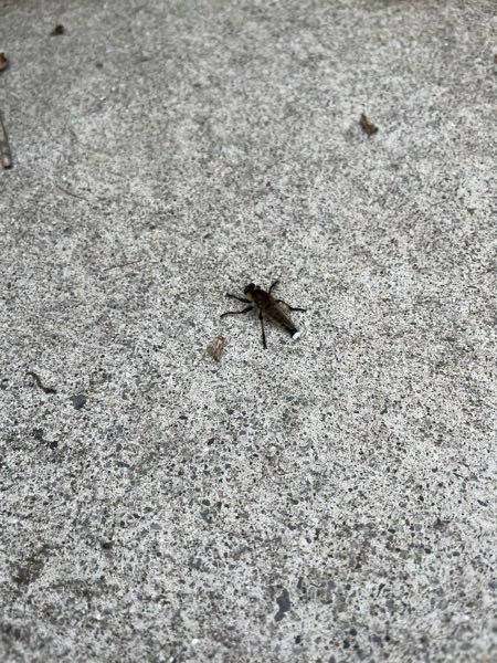 近所にいた虫なのですが、これは何の虫でしょうか？ 初めて見たので気になっています 飛ぶ虫のようでした