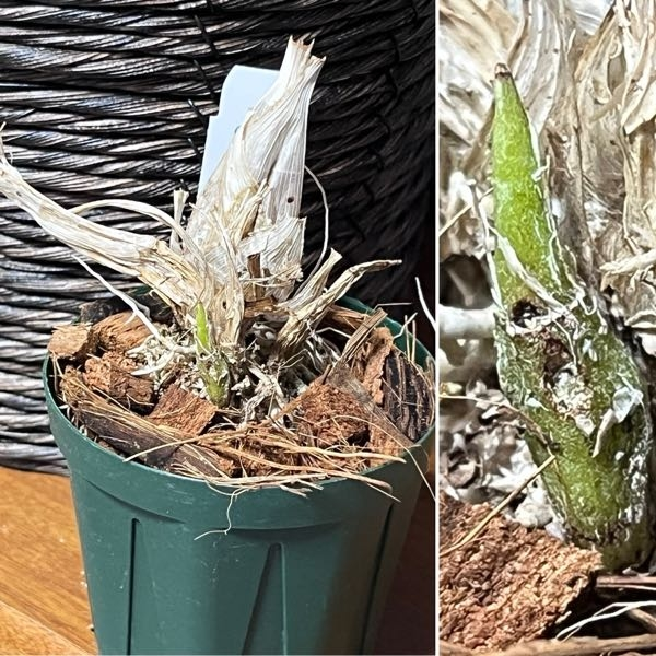 洋ランに詳しい方がいらっしゃれば教えて頂けますか？画像の小さな