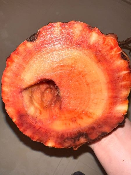 オペルクリカリアパキプス発根管理しています。 - 腐りがあった為主根