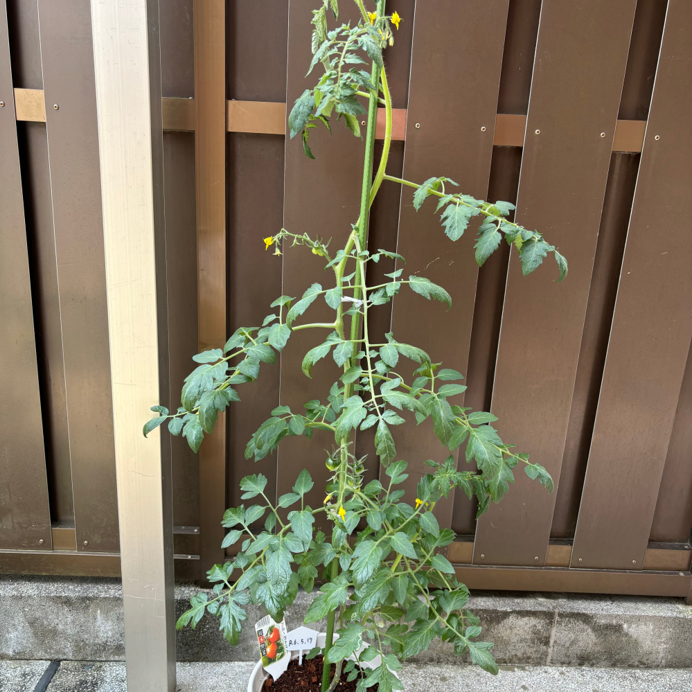 トマト支柱（3年使用）譲ります