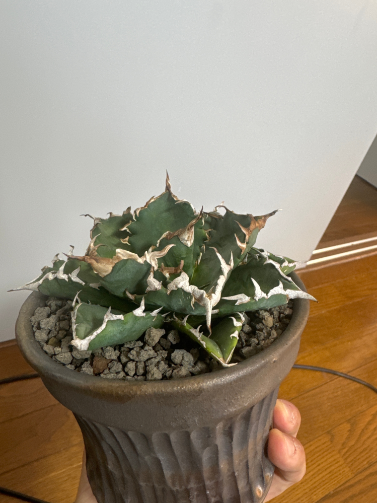 アガベについての質問です。最近流行りのアガベですがネームド