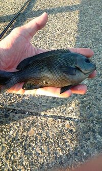 この魚は何ですか 若洲海浜公園で青イソメで堤防ギリギリを狙ったら釣れました Yahoo 知恵袋