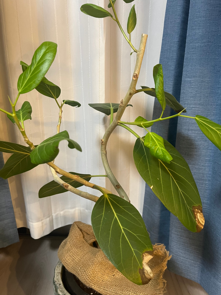 フィカス・ベンガレンシスを育てているのですが、剪定してしまった枝を