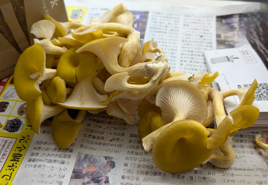 これはタモギタケでしょうか？タモギタケは類似のキノコもないと