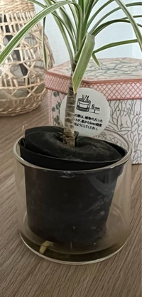 無印良品で小さい観葉植物を購入しました。下から根っこがでてきています... - Yahoo!知恵袋