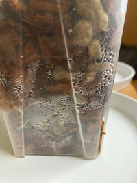 ねこチップの水やりについて

小さなパキラとウンベラータを育てています。
ねこチップを使用しているのですが、
画像のように内側に水滴が見えているうちは
水やりしないほうがいいでしょうか？ ねこチップの説明では水はけがいいので
毎日あげてもOK！とはなっていました。