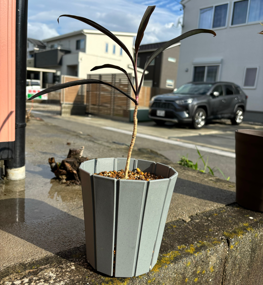 コルジリネブラックスパイダーについてこちら最近購入した