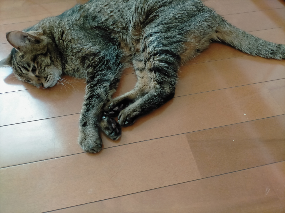 【至急お願いします】 猫がすごくぐったりしています。 19歳の猫です。 最近食欲もなく痩せてきていてそこら辺で排泄をしたり吐いたりしています。 調べると猫は亡くなる前はぐったりすると書いてありました。 鼻も冷たくなくカサカサです。 触ってもいつもはすごい勢いで鳴いてくるのに全然返事もしないし返事をしてもかぼそいです。 ただ暑いだけなのでしょうか？すごく心配です。 呼吸が早い感じはありません。 ↓↓↓猫の写真です