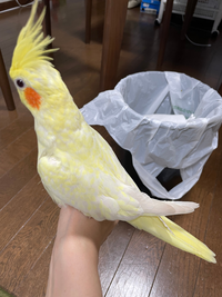 オカメインコについて質問です。もうすぐ生後約6ヶ月のルチノー