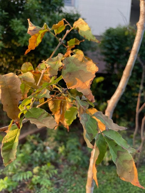 庭木の水やりに関する質問です。 - 昨年の秋に、アオダモ、いろは紅葉