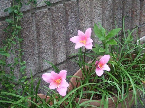 このピンクの水仙みたいな花はなんでしょう 民家前の道路にありました ゼフ Yahoo 知恵袋