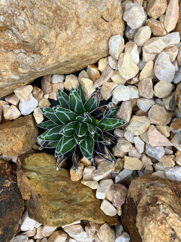 アガベ笹の雪が鉢植えから地植えにしたら次の日から写真のように