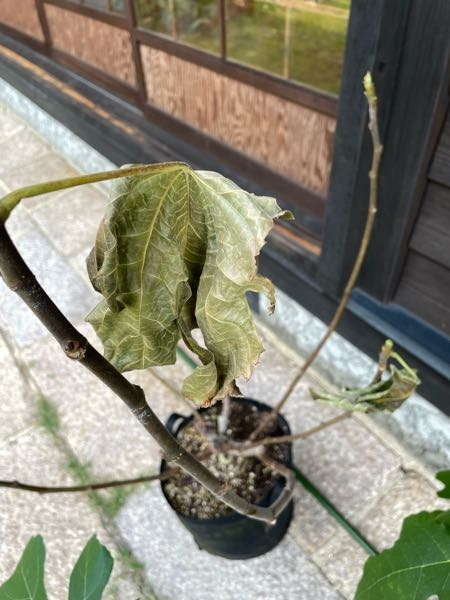 鉢植えのイチジクの葉が8月末に全部落ちました。病気でしょうか？もう