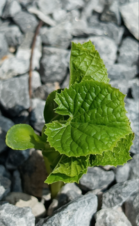 庭の砂利からこんな植物が生えてきました。
かぼちゃかきゅうりでしょうか？
今年の春に買った宅地のため、前の人が昨年どんな使い方をしていたかは不明です。 