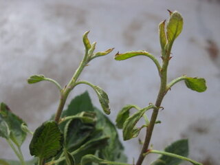 りんごの葉が枯れてきています 病気でしょうか 食べ終えたリンゴの種を植え Yahoo 知恵袋