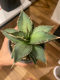 アガベ　余剰株セット アガベ 余剰株セット