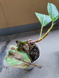 アルテシマ（観葉植物）について
 
葉が緑なのにつぎつぎ落ちてしまいます。
新芽もついたまま枯れます。
栄養不足でしょうか？ （名前は忘れてしまったので、検索したらアルテシマっぽいので違うかもしれません）