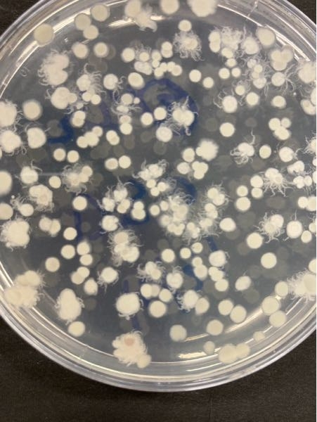 画像の菌が何か特定できますでしょうか？ 当方大学生なのですが、研究で大腸菌を扱っております。先日、海水で希釈した大腸菌溶液を塗布した培地上に大腸菌以外に、このようなコロニーの周りにウネウネとしたものがある菌が混在していました。 研究で大腸菌を扱っているものの農学や化学は専門としておらず、これがどのような菌なのか判別できないためどこで混入してしまったのかの特定がしづらく困っています。 培地にはマリンアガーを使用しており、大腸菌溶液を塗布した培地は35度に設定したインキュベータ内にて培養し、2日後に培地を取りだしコロニーの様子を確認しています。 有識者の方、回答よろしくお願いします。