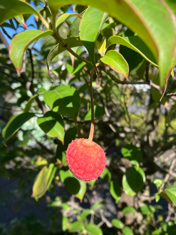 この植物の実って食べられますか？近所にありました。