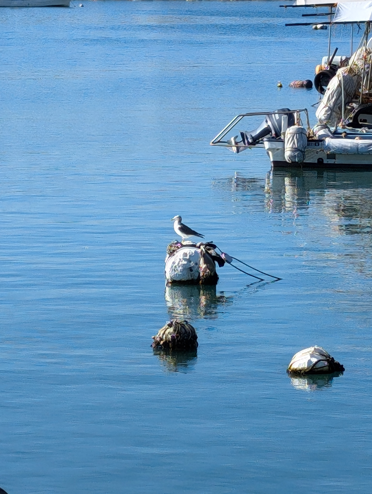 何という鳥でしょうか？ 撮影地∶忠海港