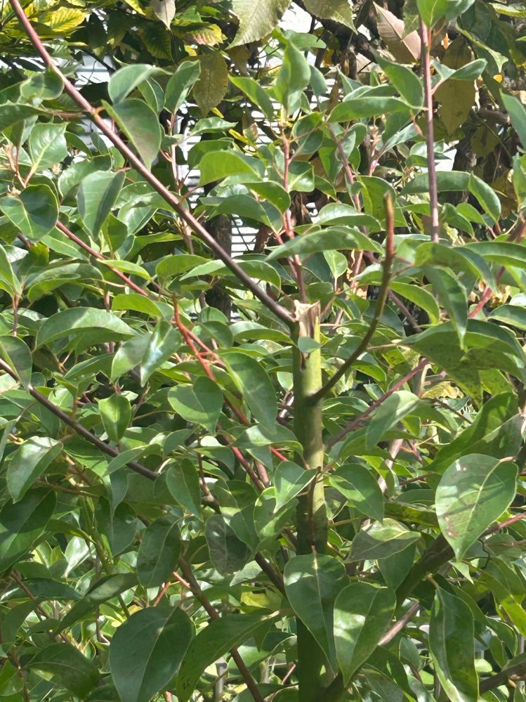 この木は何の木でしょうか？ 気づいたら裏庭で大きくなっていました。。。 だいぶ前に、そのあたりにアオキ、ミカン、を植えた記憶があります