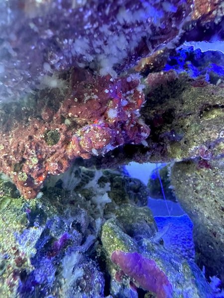 海水水槽でライブロックに白い何かが沢山育ってきたのですがそのまま