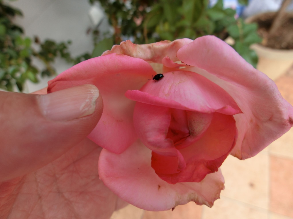 写真の黒色の小さな虫は、バラゾウムシなのでしょうか。 自宅の花壇でビバリーというバラの花を育てています。 このバラの花はよく咲くのですが、写真のような黒色の虫がよく薔薇の花びらの中から出てきます。今に始まったことではなく、春先ごろから続いていますが、この虫は、バラゾウムシなのでしょうか。 また、駆除する方法としては、一匹一匹を見つけては、取り除くのがいいのでしょうか。それとも殺虫剤で駆除するのがいいのでしょうか。殺虫剤で駆除する場合、薔薇の花びらも傷んだり、変色してしまうので、何かいい方法はないでしょうか。