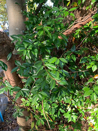 この植物はなんですか？ 