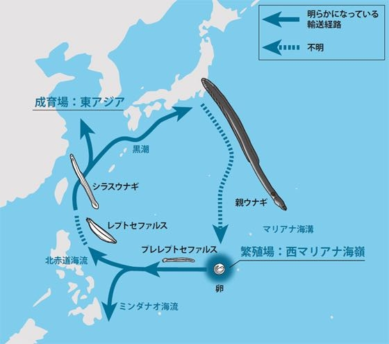 うなぎの生態についてです。画像のように「明らかになっている輸送経路」の矢印が二股になっているところがあります。これはうなぎが二手に分かれるということでしょうか？ ということは日本うなぎが別の国の川でも生息しているってことですか？