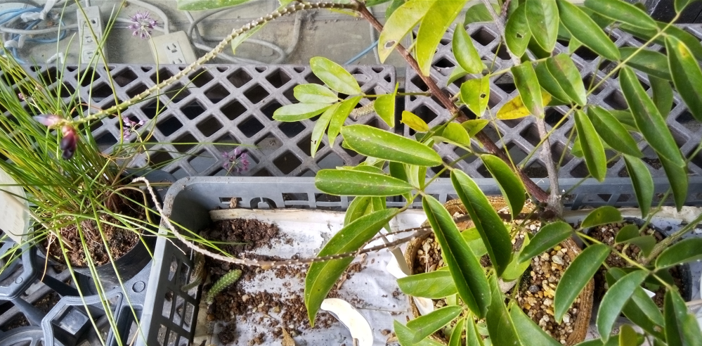 こちらの画像の植物の名前を教えて下さい。 花の茎が長く伸び、表面に細かな凹凸があります。