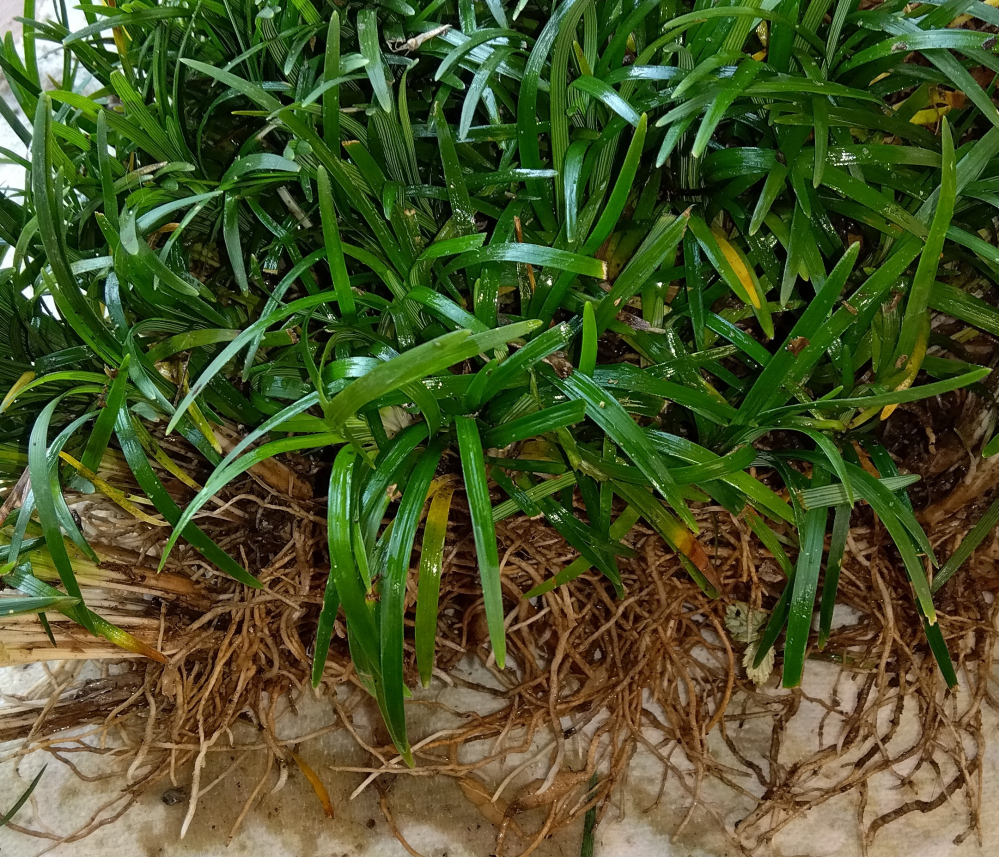 花壇の周りに背丈が低い、緑色の草が咲いています。 新しい花壇の周りのも植えたいと思いますが。。。 残念ながら花名が分かりません。 なお、育てる方法についてもお知らせ願え得ればと思います。 70歳の家庭菜園従事1年生です。