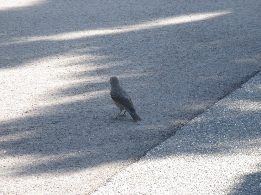 この野鳥の名前を教えてください。慌てて撮ったのでこの１枚です。ヒヨドリより少し小さかったと思います。以上