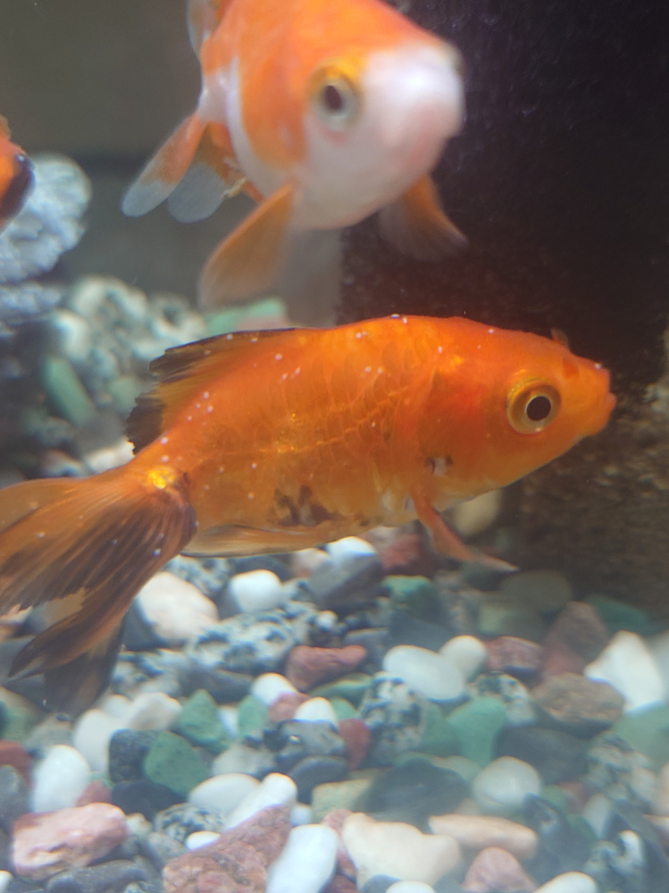 至急お願いします！ 金魚飼育初心者です。 夏に飼い始め子どもが祭りに行く度に増えて、つい先日入った金魚が画像のようになっていました。 ネットで調べらと白点病？のようなのですが間違いないでしょうか。