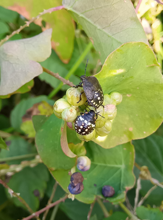 これ何カメムシの幼虫ですか