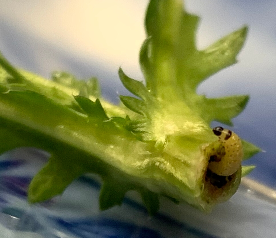 市販の春菊を購入したら茎の中から芋虫が出てきました。 何の幼虫なのか教えてください。