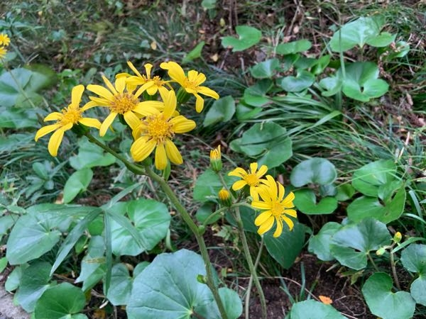 こちらは何という名前の野草？でしょうか