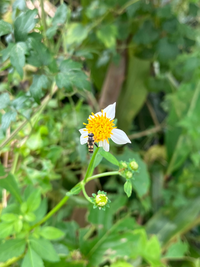 ハナアブのなかまの質問です。沖縄本島でモモブトチビハナアブに似た虫を見つけました。 ただ、日本のSyrittaにはモモブトチビハナアブ、ヒメモモブトチビハナアブ、ミナミモモブトチビハナアブ、オガサワラモモブトチビハナアブがいるらしく、撮影場所からオガサワラは無いとして、3種のどれかだと思ってます。残り3種の生息場所も調べましたが確かな情報がなく、種を特定できませんでした。