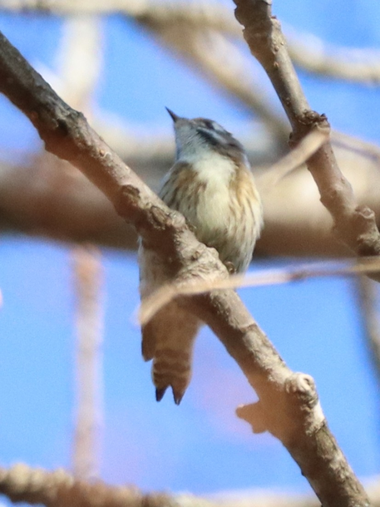 2024/11/16 北海道 森 鳥類 コガラでしょうか？