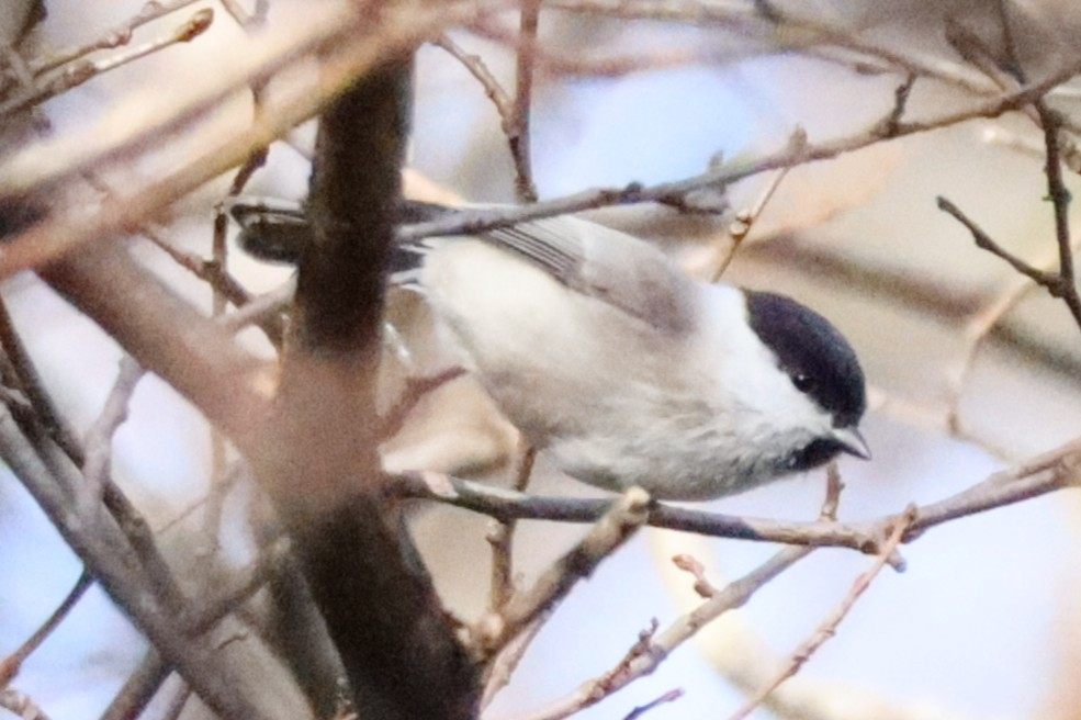 2024/11/16 北海道 森 鳥類 このくらいハシがブトければ、ハシブトガラ確定ですよね？