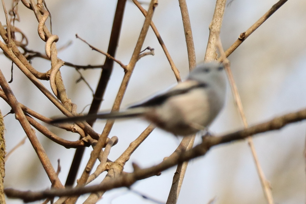 2024/11/16 北海道 森 鳥類 ピン甘で残念ですが、、、 これは亜種シマエナガ・・・のはずだと思うのですが、 体の前半分がグレーです。 幼鳥？と思い調べても、そんな色のは見つかりません。 https://search.yahoo.co.jp/image/search?ei=UTF-8&fr=mcafeess1&p=%E3%82%B7%E3%83%9E%E3%82%A8%E3%83%8A%E3%82%AC%20%E5%B9%BC%E9%B3%A5&x=nl こんな色の個体の写真があったらご紹介ください。