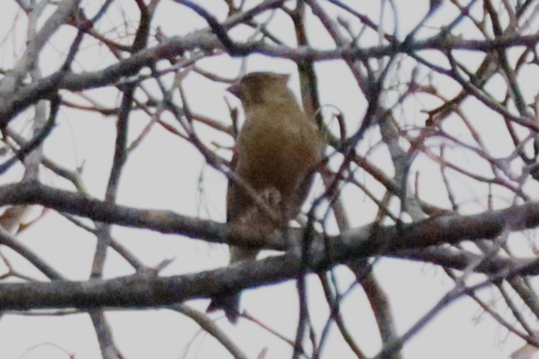 2024/11/16 北海道 森 鳥類 カワラヒワでしょうか？