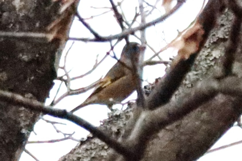 2024/11/16 北海道 森 鳥類 頭部がカラフルに見えます。 これは何でしょうか？