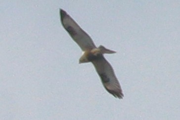 2024/11/10 北海道 ウトナイ湖 鳥類 これは何でしょうか？