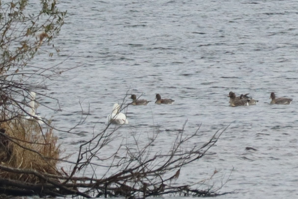 2024/11/10 北海道 ウトナイ湖 鳥類 ハクチョウ以外は何でしょうか？