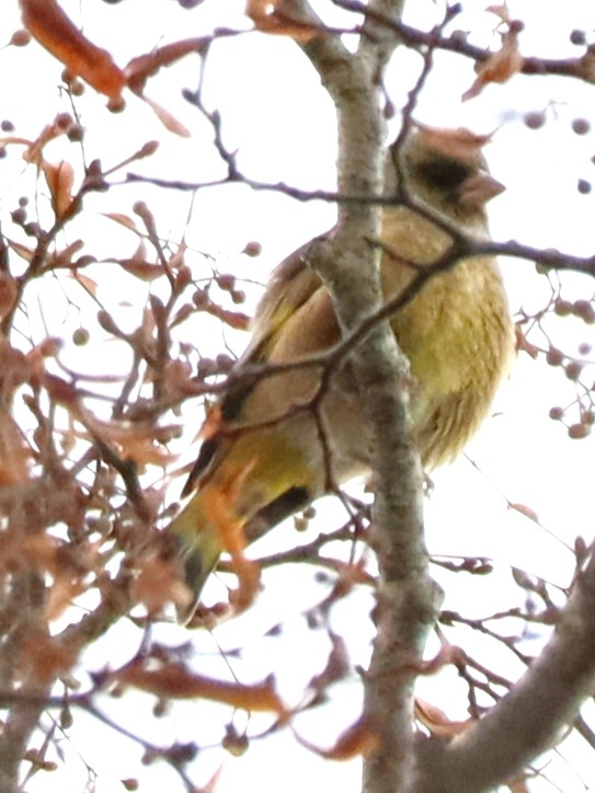 2024/11/03 北海道 森 鳥類 マヒワでしょうか？