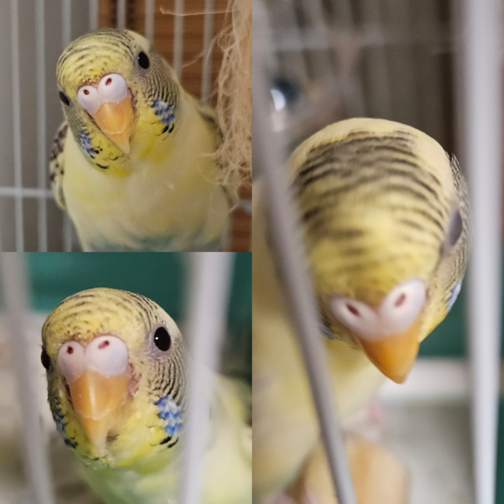 セキセイインコの性別について 生後4ヶ月ぐらいになりましたので再度質問させて頂きます。 お分かりになる方、この子の性別を教えて下さい。 よろしくお願いいたします。